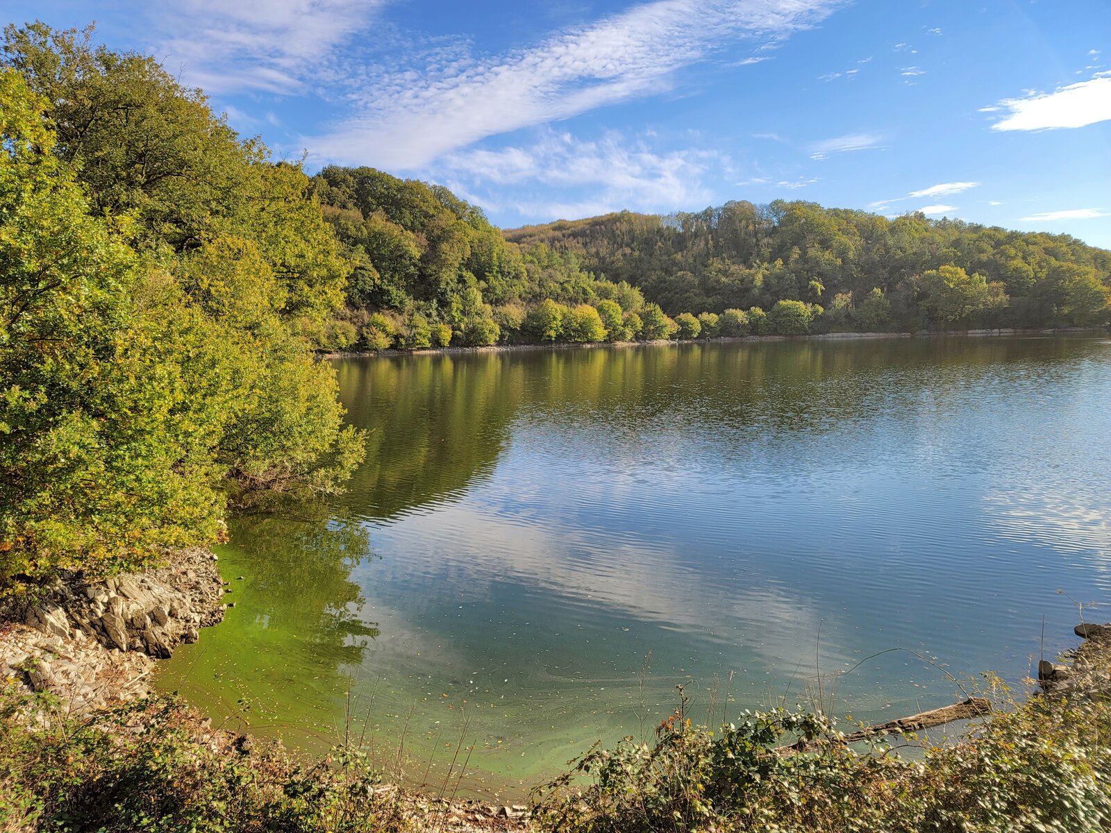 La forêt de Mervent